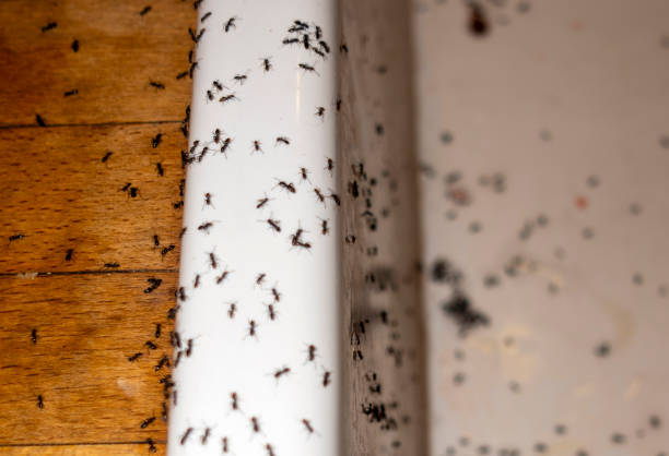 Best Bed Bug Extermination  in West Glendive, MT